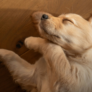 Hondje